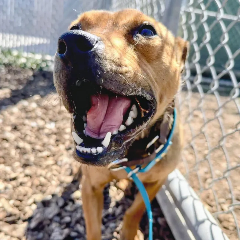 A baby medium-sized female Pit Bull Terrier dog named Santee for adoption in Oakland, CA