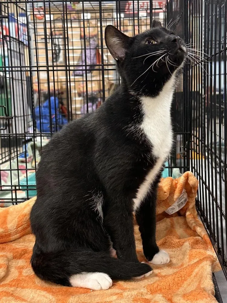 An adult medium-sized male Black & White / Tuxedo Domestic Short Hair cat named Hub for adoption in Panama City Beach, FL