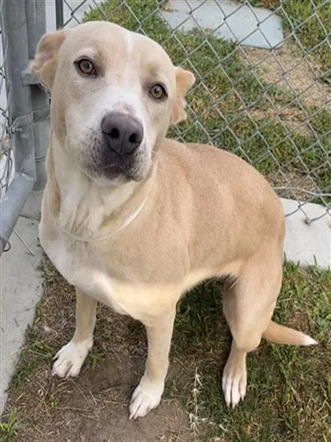 A young medium-sized female Pit Bull Terrier dog named Blondie for adoption in Riverside, CA
