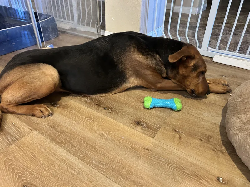 A young large-sized female Hound dog named Jackie for adoption in oriskany, NY