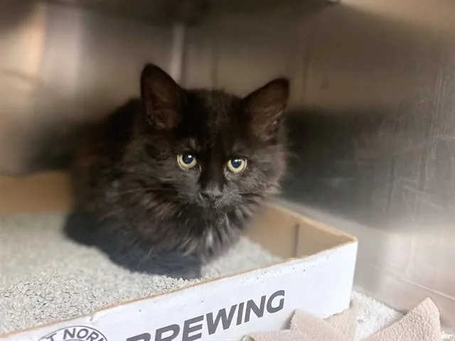 A baby small-sized male Domestic Short Hair cat named Bogey for adoption in Fort Wayne, IN