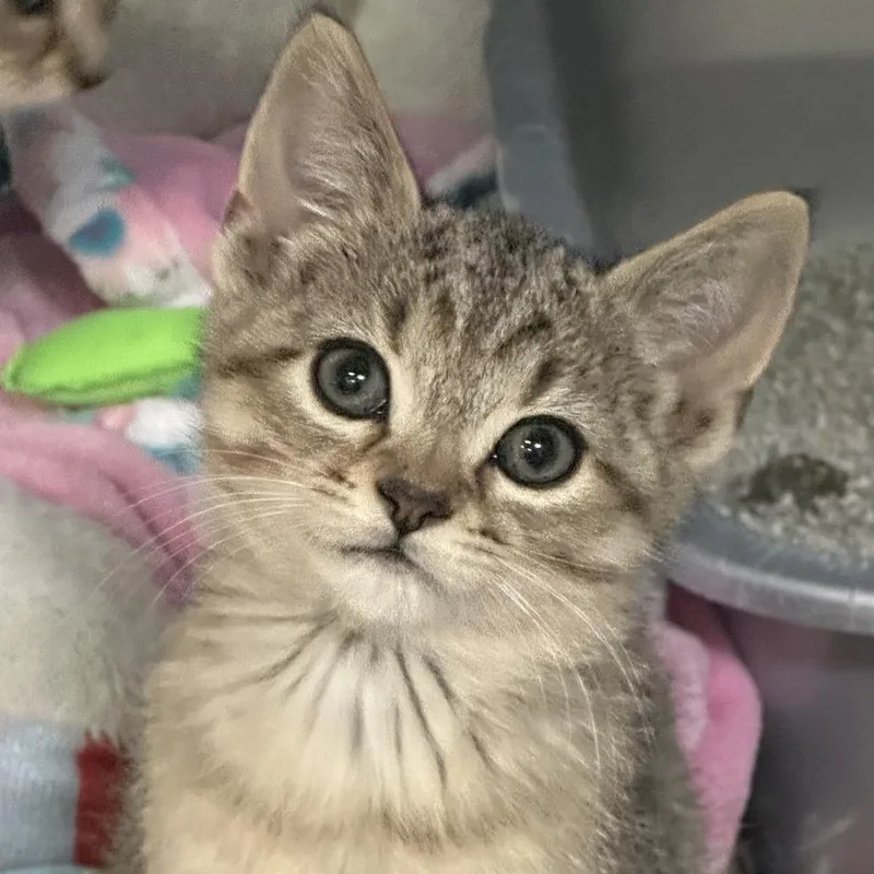 A baby medium-sized female Gray / Blue / Silver Domestic Short Hair cat named Clover for adoption in Saratoga Springs, NY