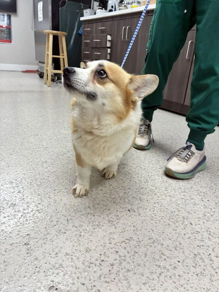 A young small-sized male Cardigan Welsh Corgi dog named Kingsley for adoption in Marietta, GA