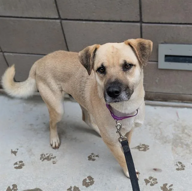 A young medium-sized male German Shepherd Dog dog named Saguaro for adoption in Tucson, AZ