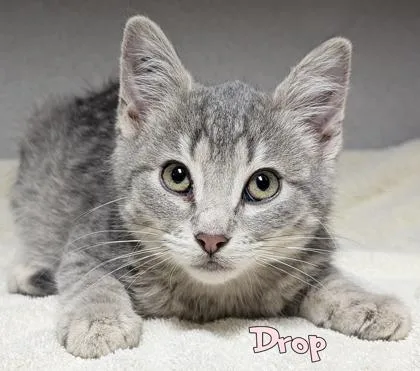 A baby small-sized female Domestic Short Hair cat named Drop for adoption in Mason, MI