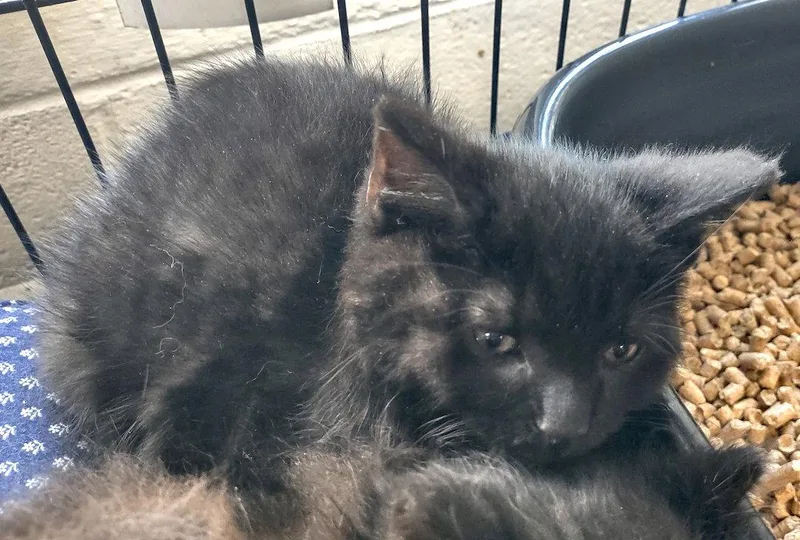 A young medium-sized male Domestic Short Hair cat named Talon for adoption in Albemarle, NC