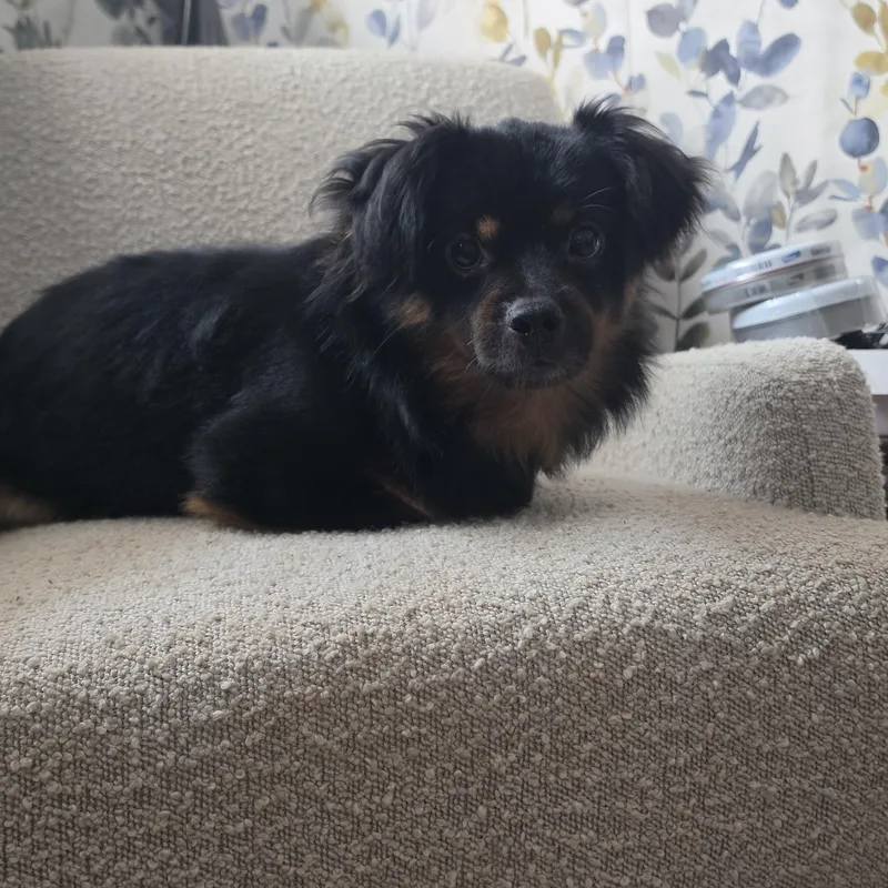 An adult small-sized male Black Chihuahua dog named Montero for adoption in AUDUBON, NJ
