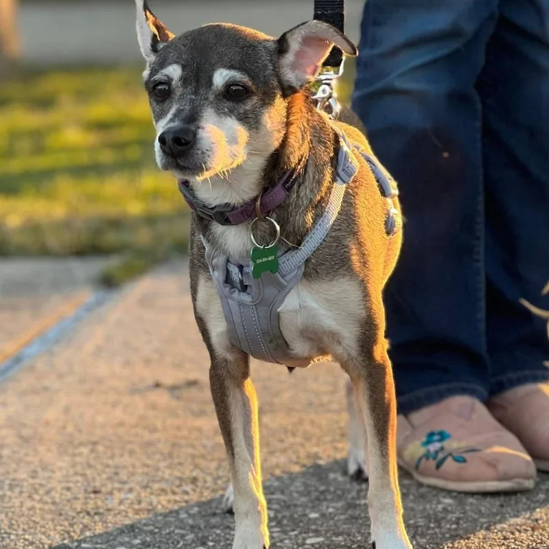 An adult small-sized female Brown / Chocolate Chihuahua dog named Abby for adoption in New Orleans, LA