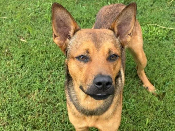 An adult large-sized male German Shepherd Dog dog named Bolt for adoption in Tulsa, OK