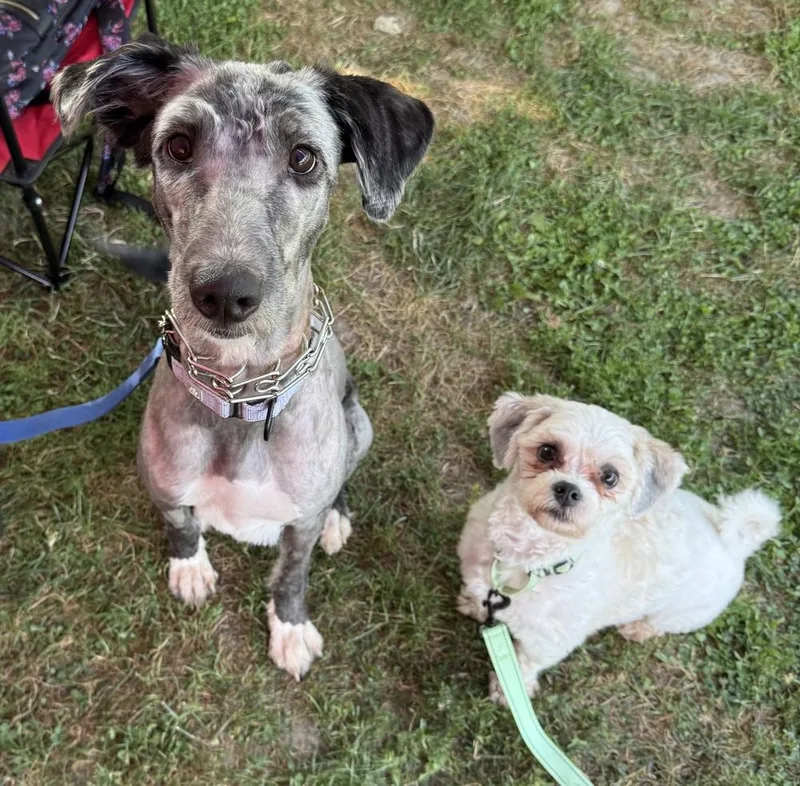 A young medium-sized female Poodle dog named Piggley Winx for adoption in Cheektowaga, NY