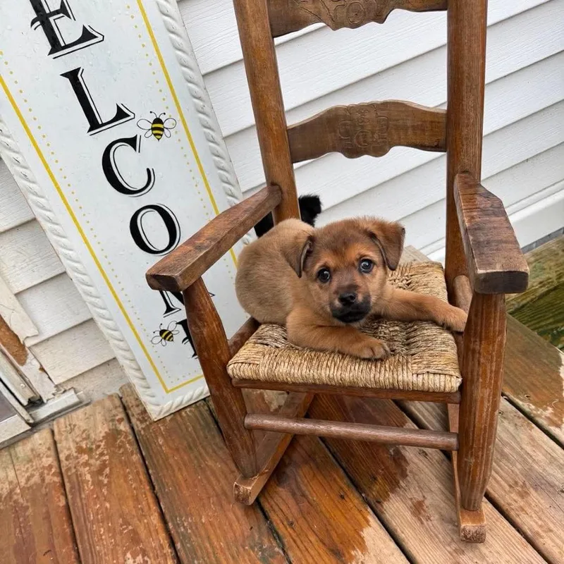 A baby small-sized male Black Chihuahua dog named Brown Bear for adoption in Jarrettsville, MD