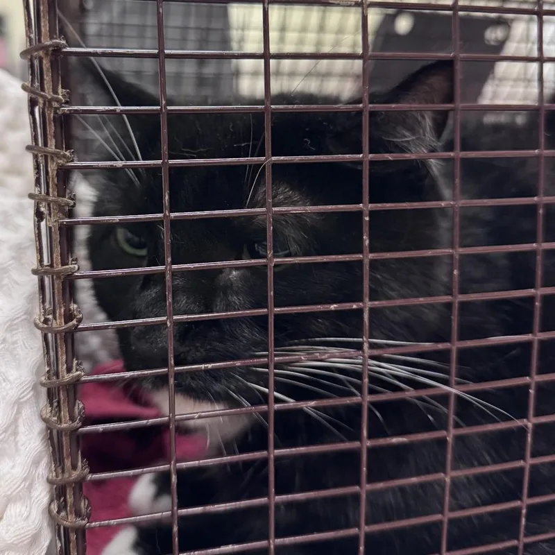 An adult large-sized male Domestic Short Hair cat named Xilo for adoption in Chicago, IL