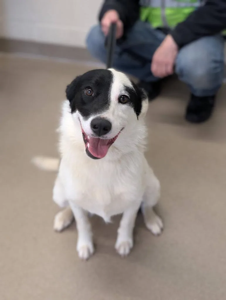 A young medium-sized female Border Collie dog named Daisy for adoption in North Syracuse, NY