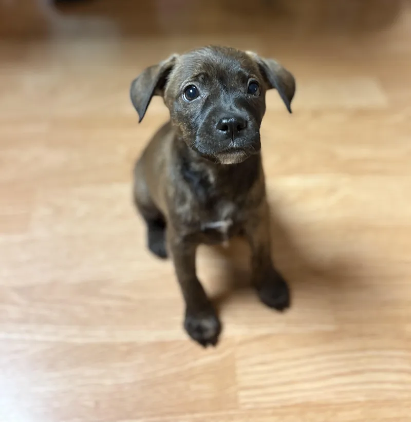 A baby medium-sized female Boxer dog named Kim  Khloe  for adoption in Kutztown, PA
