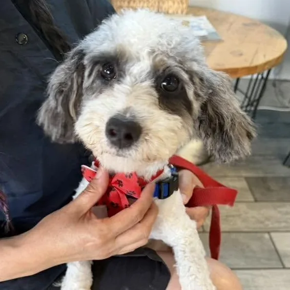 A young small-sized female Shih Tzu dog named Bernice Mauve for adoption in Racine, WI