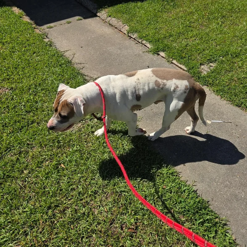 A young large-sized male White / Cream Mixed Breed dog named Arlo for adoption in Columbus, GA
