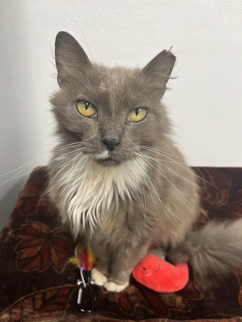 A senior medium-sized male Gray & White Domestic Long Hair cat named The colonel for adoption in Shepherdsville, KY