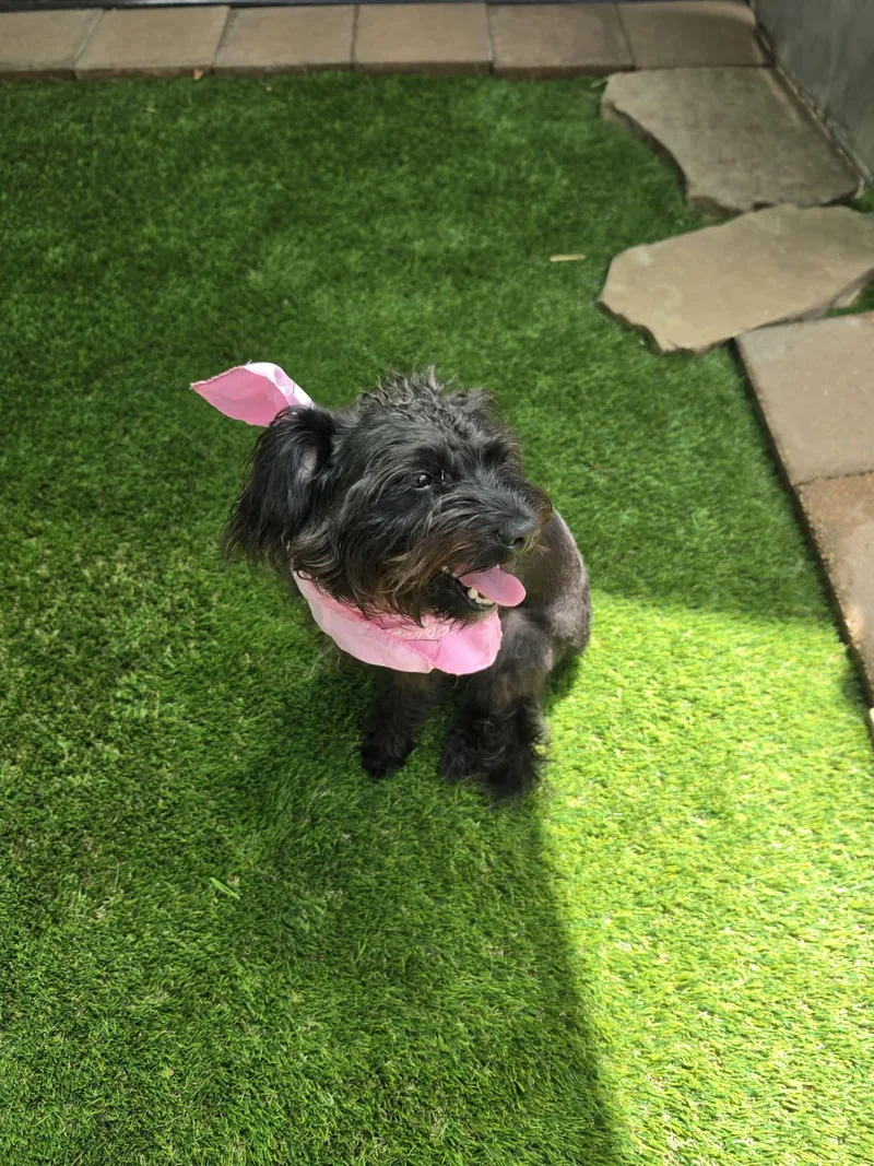 A young small-sized female Black Shih Tzu dog named Mina  one true for adoption in Houston, TX
