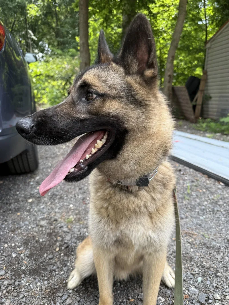 An adult large-sized male German Shepherd Dog dog named Kayo for adoption in Baltimore, MD