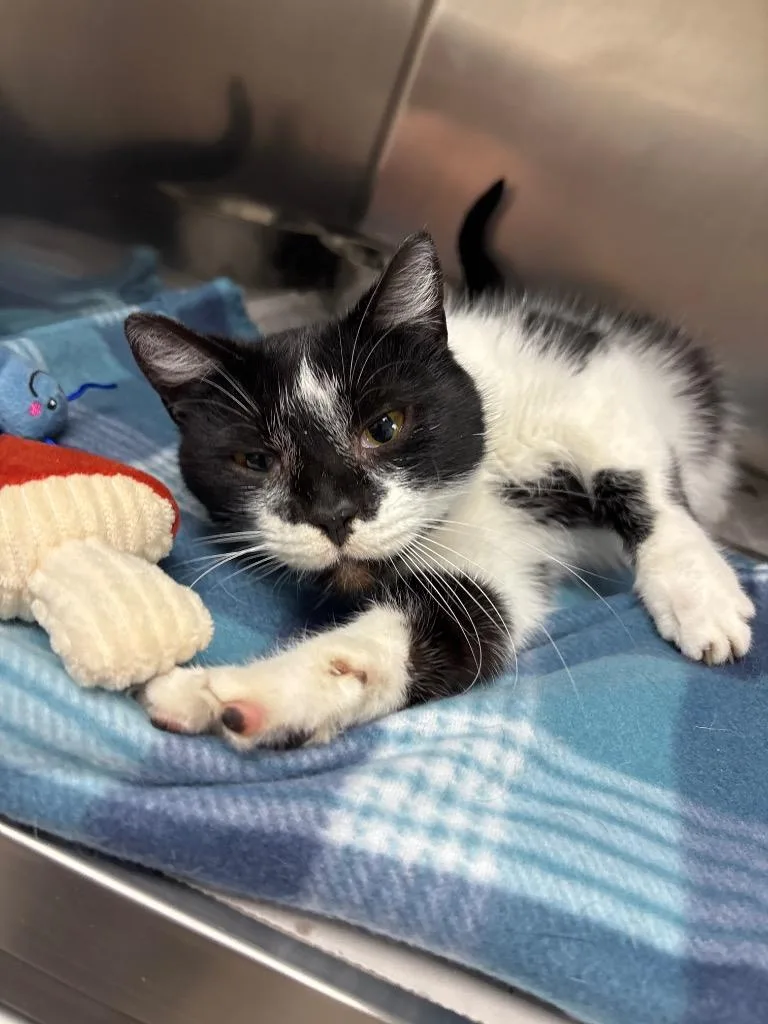 A young medium-sized female Domestic Short Hair cat named Cleo for adoption in Findlay, OH
