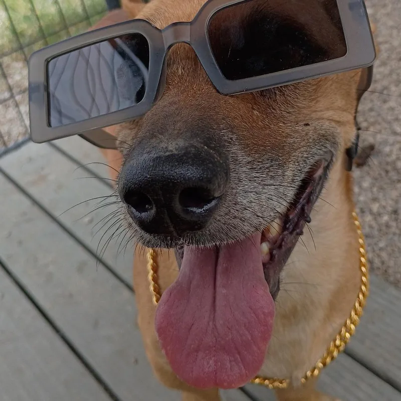 A senior small-sized male Yellow / Tan / Blond / Fawn Miniature Dachshund dog named Snoop Dogg for adoption in Springtown, TX