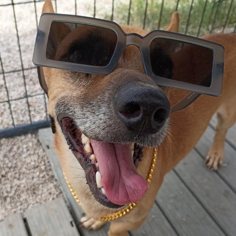 Snoop Dogg thumbnail 2