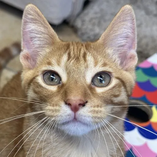 A baby medium-sized male Tabby (Orange / Red) Domestic Short Hair cat named Oliver for adoption in Crystal Lake, IL