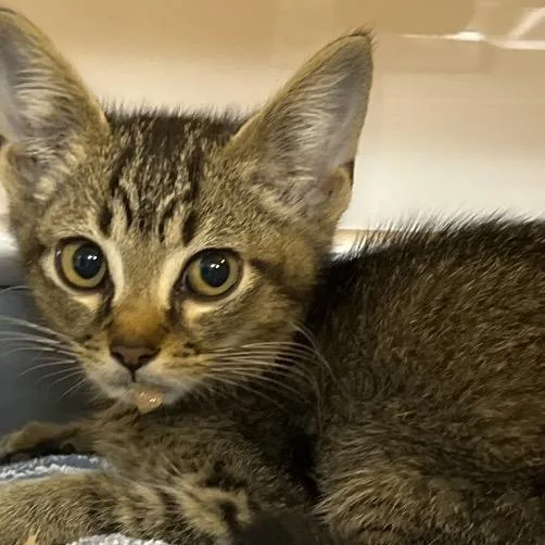 A baby medium-sized male Brown / Chocolate Domestic Short Hair cat named Jeralt for adoption in Mount Juliet, TN