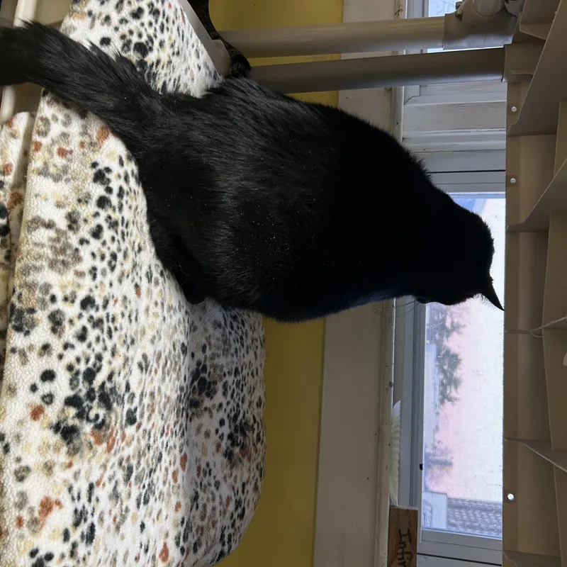 Stewart thumbnail 3