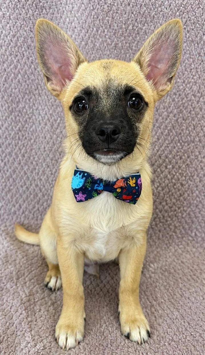 A baby small-sized male Yellow / Tan / Blond / Fawn Chihuahua dog named Donny for adoption in Lodi, CA