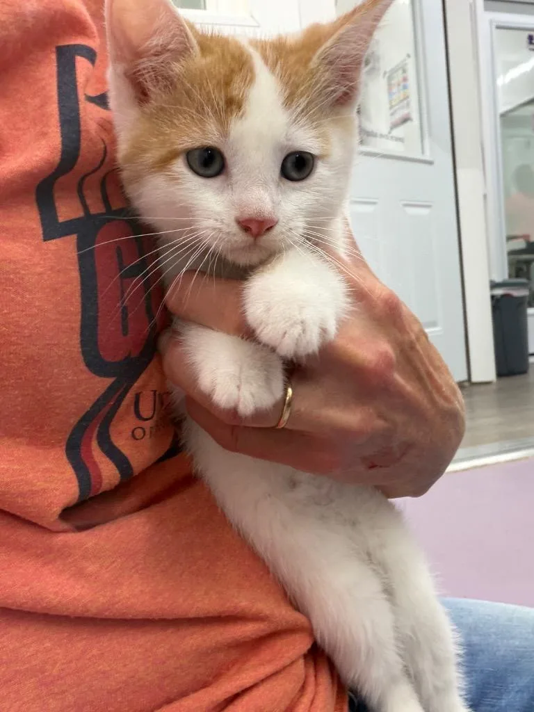 A baby small-sized female Domestic Short Hair cat named Mary for adoption in Glenfield, NY