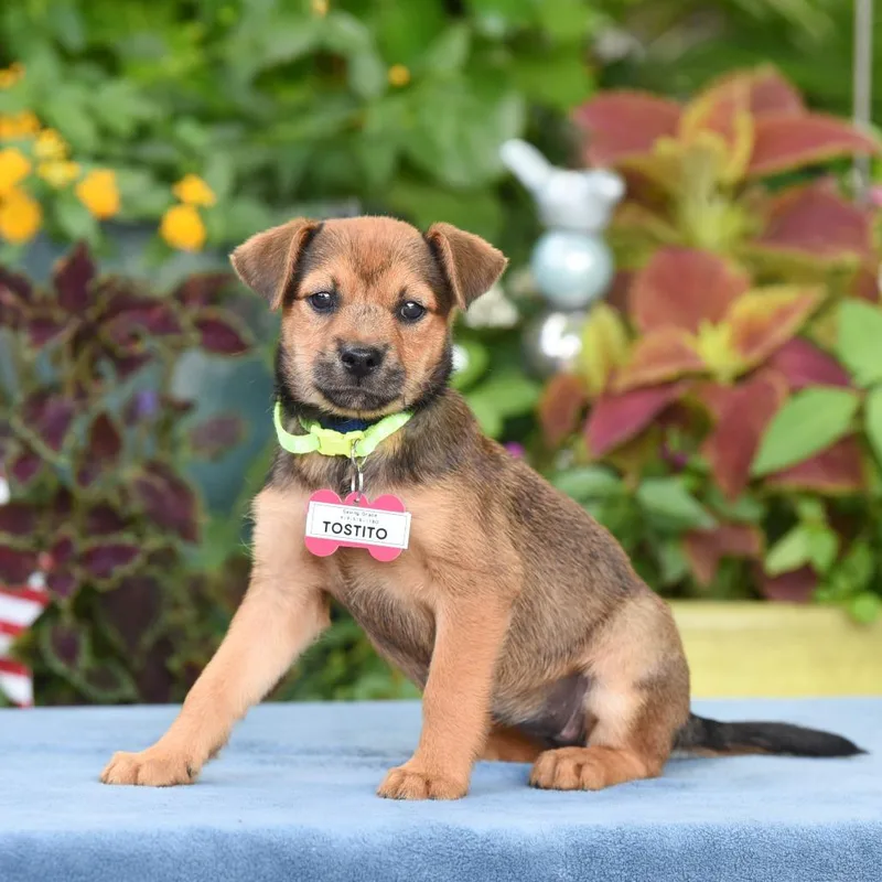 A baby small-sized female Black Terrier dog named Tostito for adoption in Wake Forest, NC
