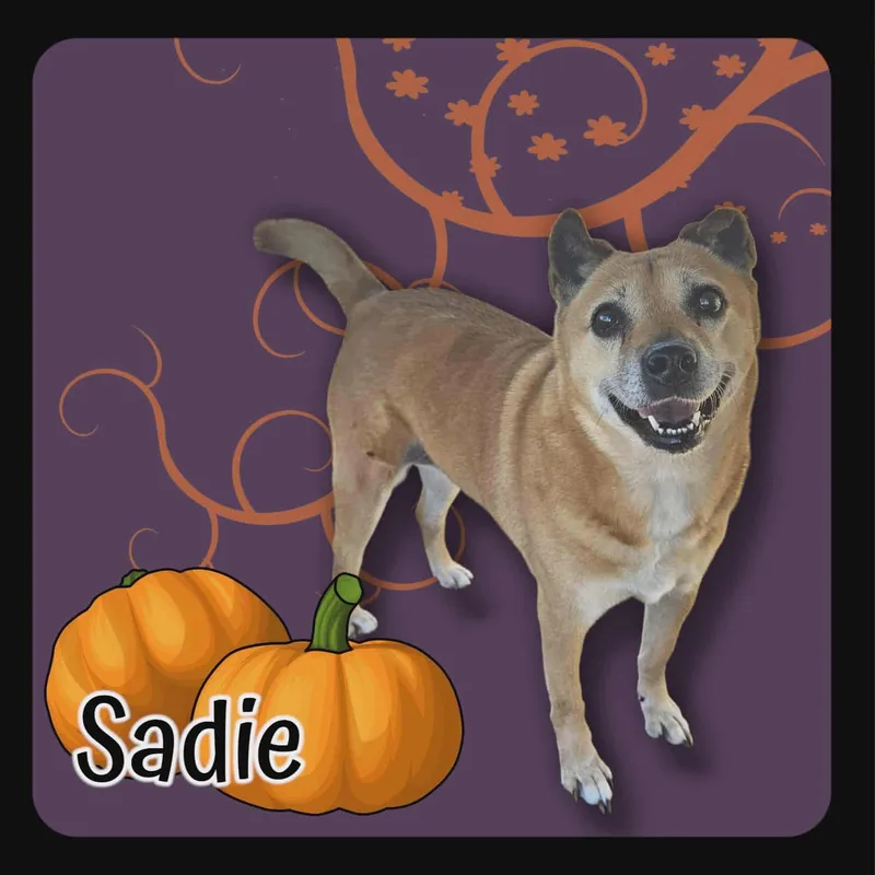 Sadie thumbnail 6