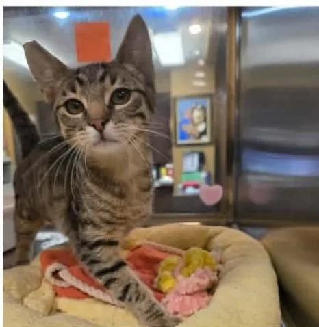 A baby medium-sized female Tabby (Gray / Blue / Silver) Tabby cat named Pebbles for adoption in North Berwick, ME
