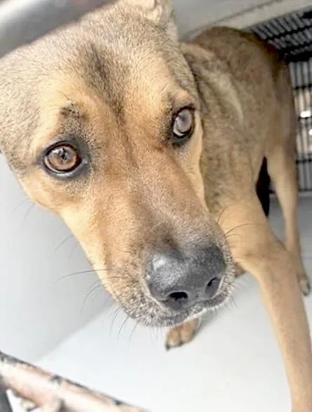 An adult medium-sized male Pit Bull Terrier dog named Zeus for adoption in Houston, TX