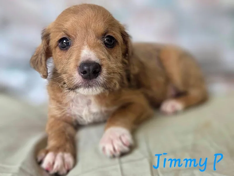 Jimmy P Perfect