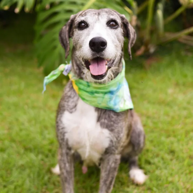 A senior medium-sized female Gray / Blue / Silver Mixed Breed dog named Birdie for adoption in Kailua Kona, HI