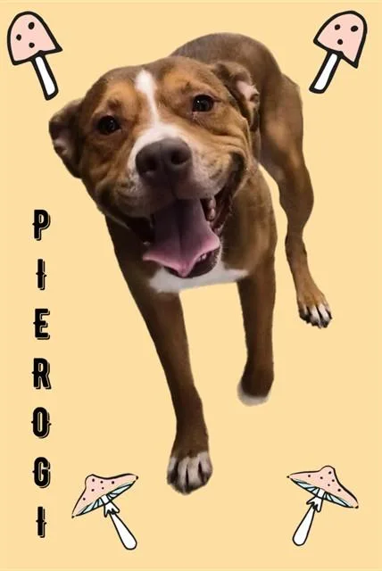 Pierogi