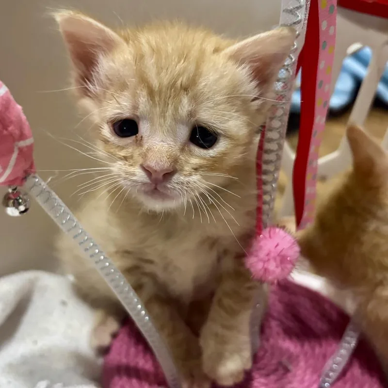 A baby small-sized male Orange / Red Domestic Short Hair cat named Olly for adoption in Starkville, MS