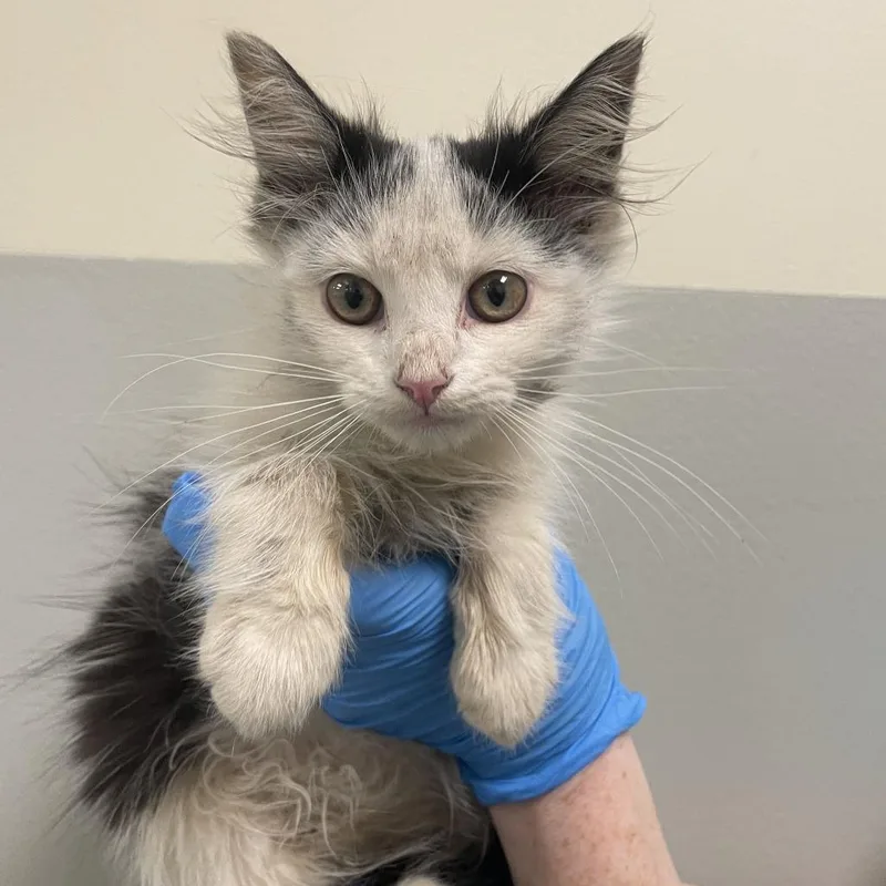A baby small-sized male White Domestic Medium Hair cat named Cork for adoption in Wilmington, DE