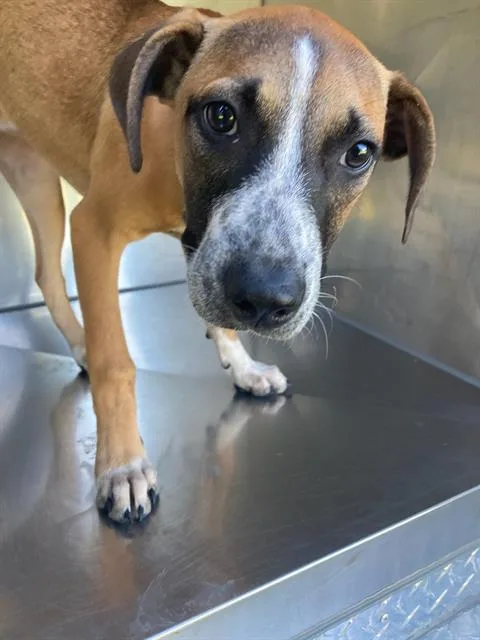 A baby large-sized female Mixed Breed dog named Seven for adoption in Dallas, TX