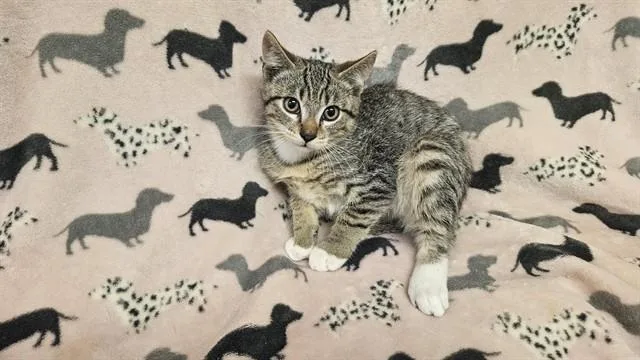 A baby small-sized male Domestic Short Hair cat named Byron for adoption in Castaic, CA