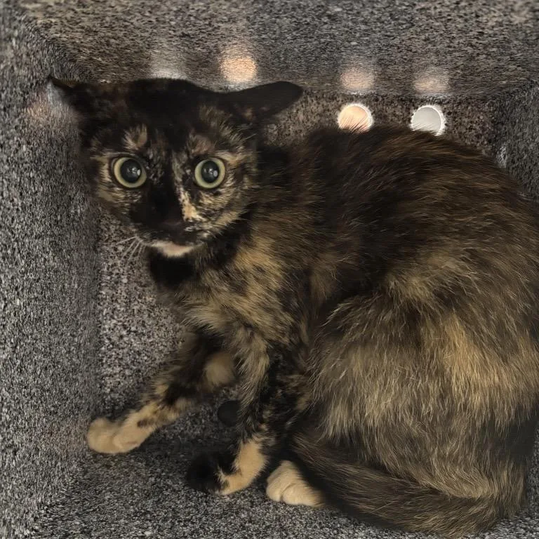 An adult small-sized female Tortoiseshell Domestic Short Hair cat named Ari for adoption in Salt Lake City, UT