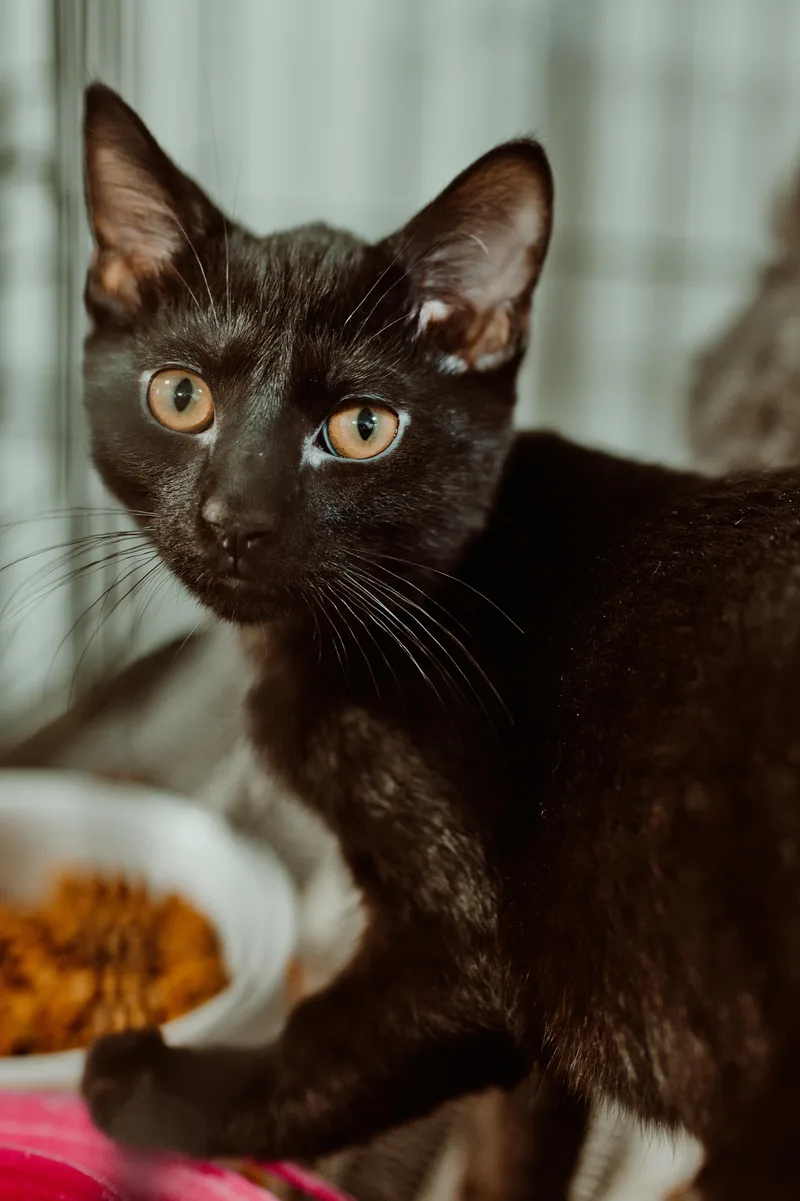 A young medium-sized male Domestic Short Hair cat named Greg for adoption in Le Mars, IA