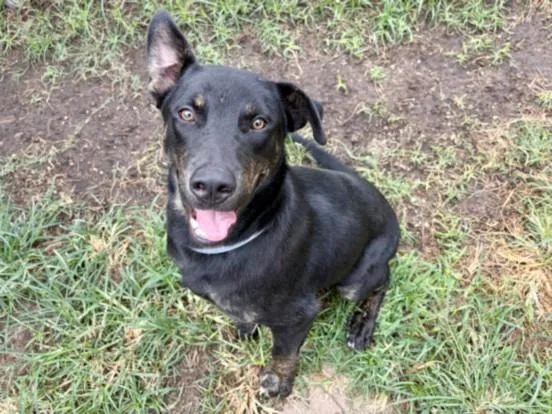 A young medium-sized male Labrador Retriever dog named Bruno for adoption in Houston, TX
