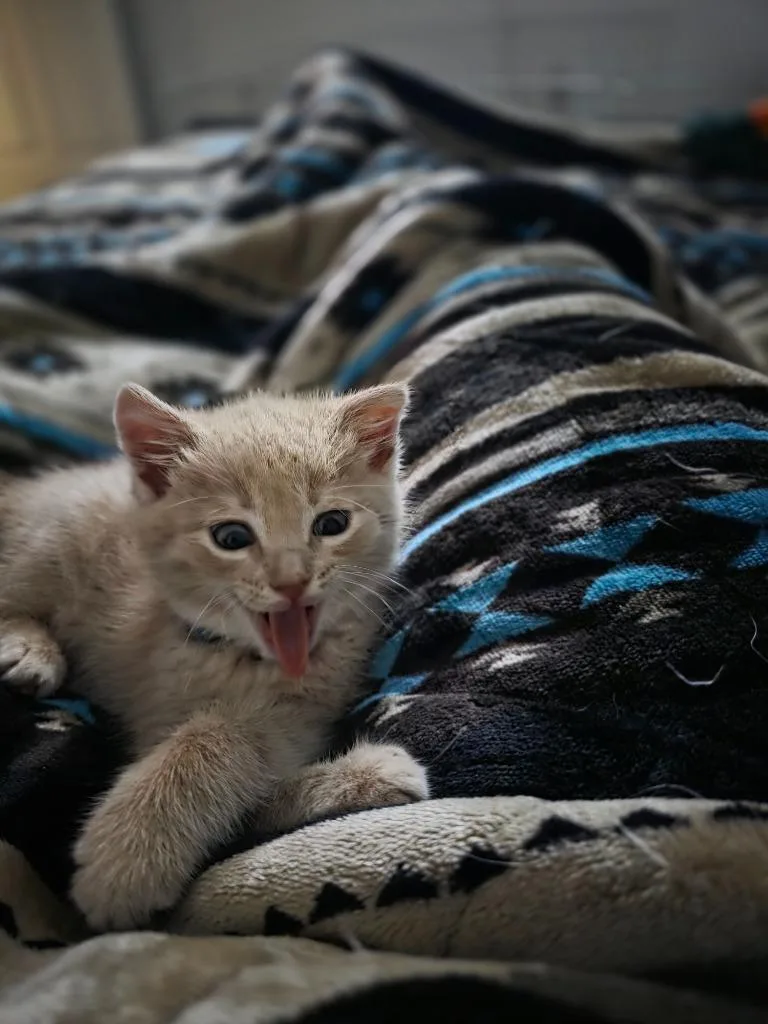 A baby medium-sized female Domestic Short Hair cat named Morgan for adoption in Johnson City, TN