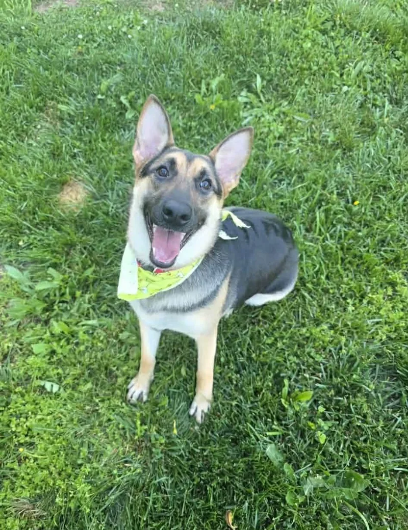 A young large-sized female German Shepherd Dog dog named Lola for adoption in Spotsylvania, VA