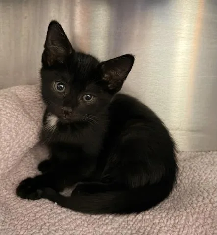 A baby small-sized female Domestic Short Hair cat named Betsy for adoption in San Pedro, CA