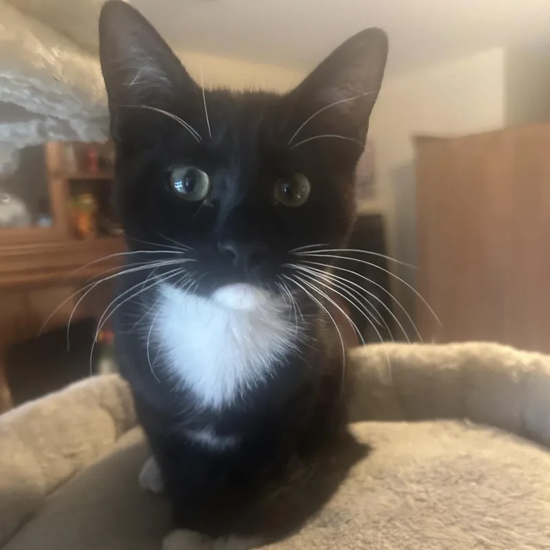 A baby small-sized male Black Domestic Short Hair cat named Copper for adoption in San Antonio, TX