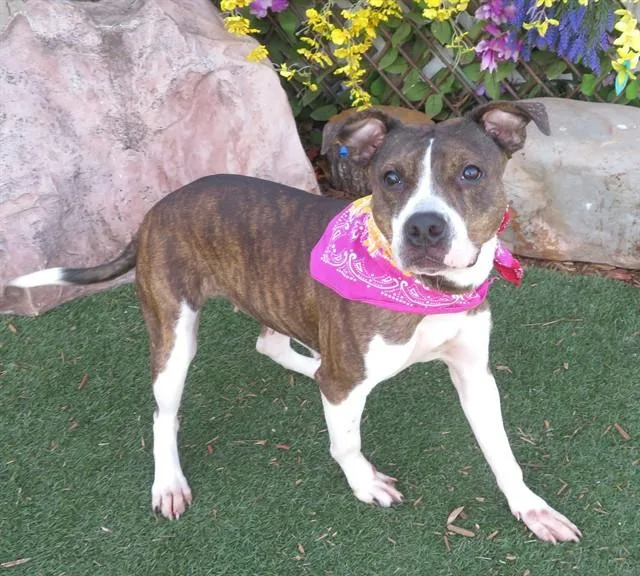 An adult large-sized female Pit Bull Terrier dog named Sasha for adoption in Oklahoma City, OK